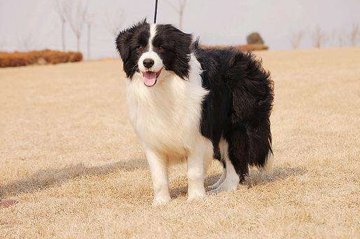 边境牧羊犬特别怕热吗？这一身的毛你觉得呢(图1)