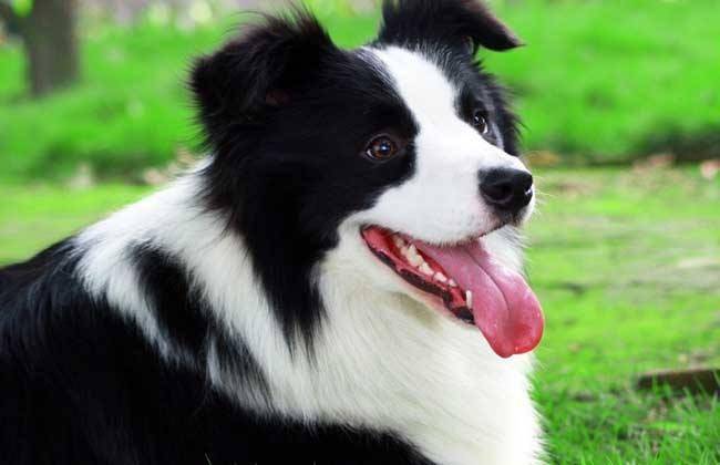 边境牧羊犬特别怕热吗？这一身的毛你觉得呢(图3)