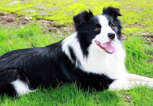 边境牧羊犬公母差别 不仅仅是器官上的差异(图2)