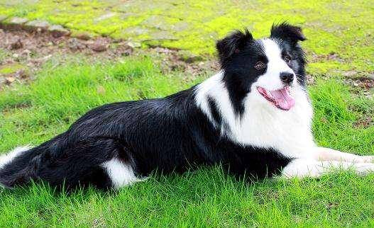 如何确认边境牧羊犬没怀孕 注意观察这几点(图1)