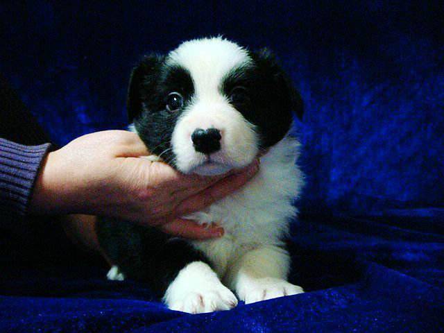 如何确认边境牧羊犬没怀孕 注意观察这几点(图3)