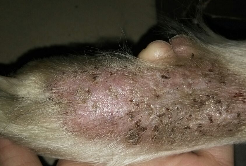 狗狗真菌性皮肤病怎末治疗？(图2)
