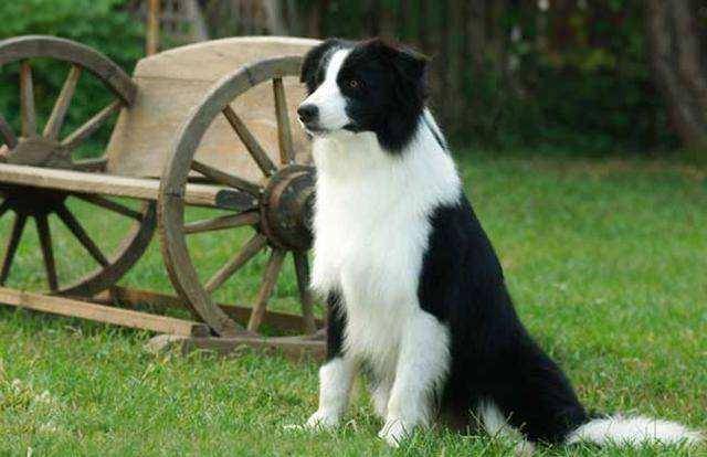 边境牧羊犬很粘人怎么办？总有一些办法更适合你(图3)