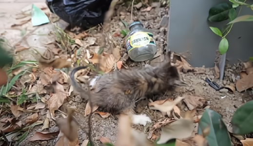 被人拧断四肢的小猫 依然努力再努力好好的活着 小哥：生命绝不是发泄的工具(图1)