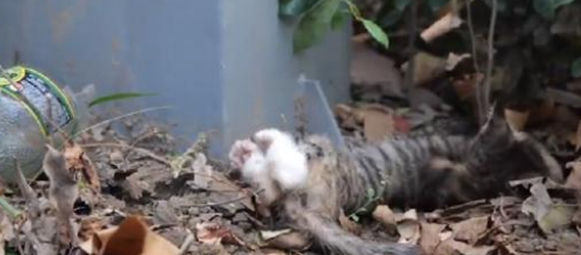 被人拧断四肢的小猫 依然努力再努力好好的活着 小哥：生命绝不是发泄的工具(图3)