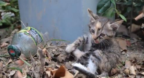 被人拧断四肢的小猫 依然努力再努力好好的活着 小哥：生命绝不是发泄的工具(图2)