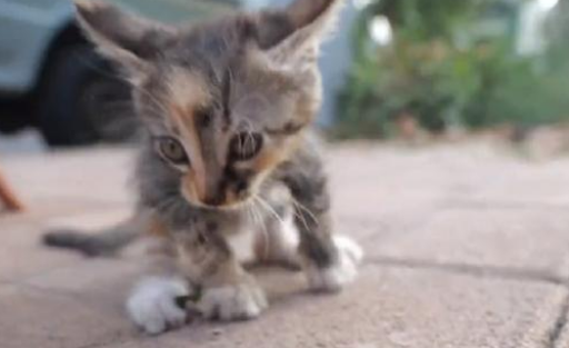 被人拧断四肢的小猫 依然努力再努力好好的活着 小哥：生命绝不是发泄的工具(图4)