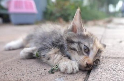 被人拧断四肢的小猫 依然努力再努力好好的活着 小哥：生命绝不是发泄的工具(图5)