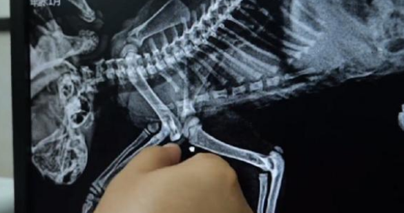 被人拧断四肢的小猫 依然努力再努力好好的活着 小哥：生命绝不是发泄的工具(图7)