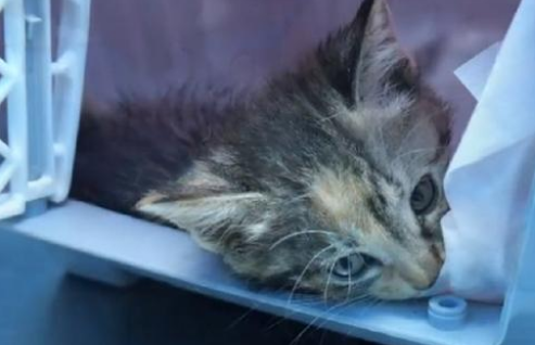 被人拧断四肢的小猫 依然努力再努力好好的活着 小哥：生命绝不是发泄的工具(图8)