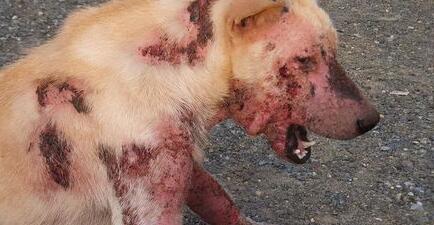 狗狗皮肤病的症状狗狗皮肤病怎末治？(图1)