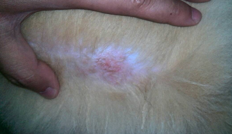 狗狗皮肤病的症状狗狗皮肤病怎末治？(图2)