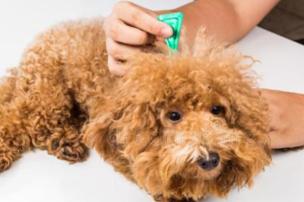 狗身上有虱子怎么办啊？总有两个方法更适合你(图1)