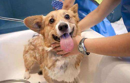 狗身上有虱子怎么办啊？总有两个方法更适合你(图2)