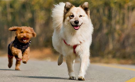 光看着狗狗挠痒痒竟不知道这些常识！(图1)