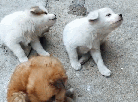 光看着狗狗挠痒痒竟不知道这些常识！(图2)