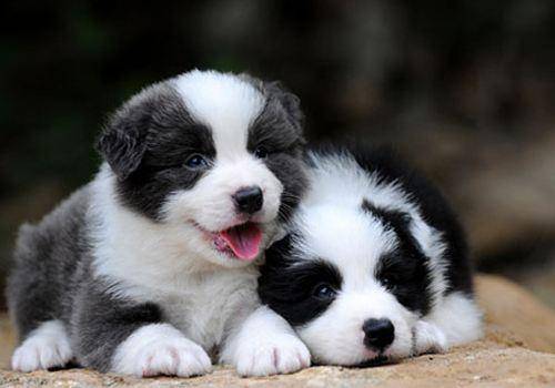 边境牧羊犬的寿命有多长 平均下了当然也不长(图1)