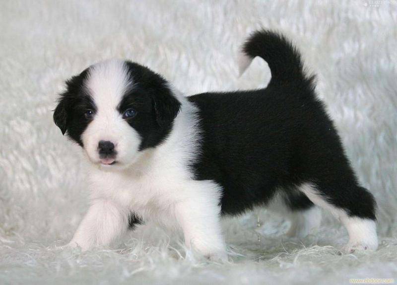 边境牧羊犬的寿命有多长 平均下了当然也不长(图2)