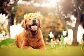 狗狗贫血严重该怎么办啊狗狗贫血严重吃什么？(图1)