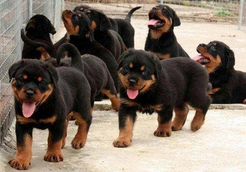 罗威纳幼犬怎么养？被驯养细节从孩子抓起(图1)