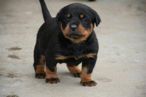 罗威纳幼犬怎么养？被驯养细节从孩子抓起(图2)