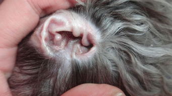 狗狗我想知道为什么会得耳螨狗狗耳螨的防治(图2)