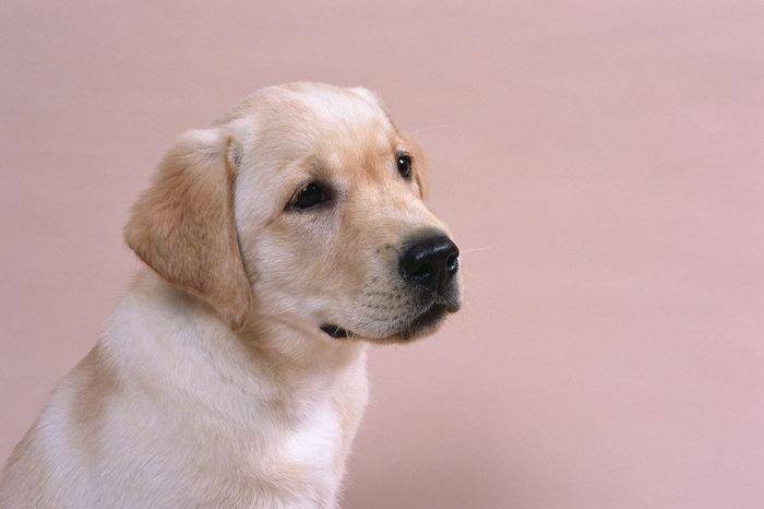 狗可不可以吃火腿肠吗？在比较好吃也要少喂(图2)