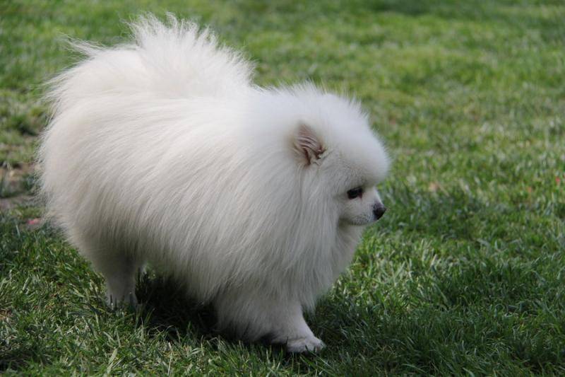 狗可不可以吃火腿肠吗？在比较好吃也要少喂(图3)