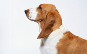 狗狗健康的表现狗狗健康检查(图2)