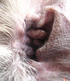 犬顽固性皮肤病(图1)