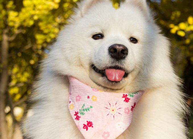 什么东西人适合我养萨摩耶?来看看吧你符合标准(图1)