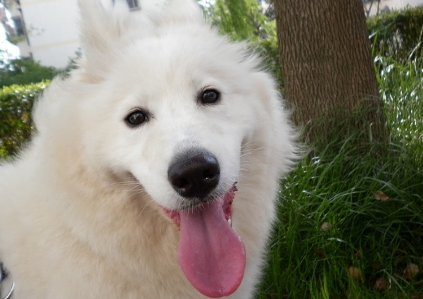 什么东西人适合我养萨摩耶?来看看吧你符合标准(图3)