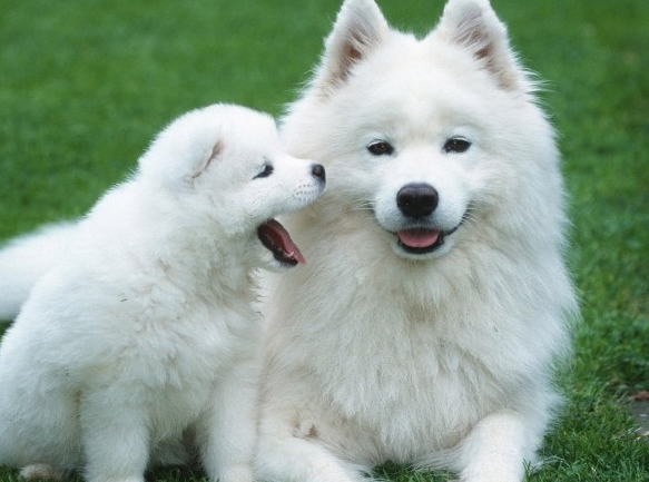 什么东西人适合我养萨摩耶?来看看吧你符合标准(图2)