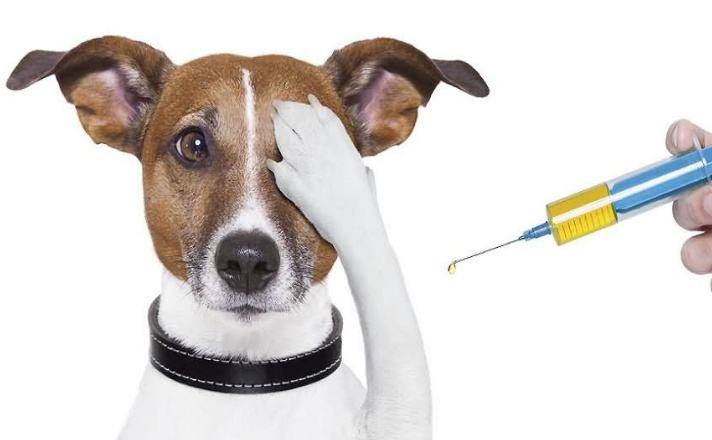 狗狗要打哪些地方疫苗?疫苗全攻略都在这(图1)