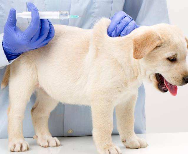 狗狗要打哪些地方疫苗?疫苗全攻略都在这(图2)