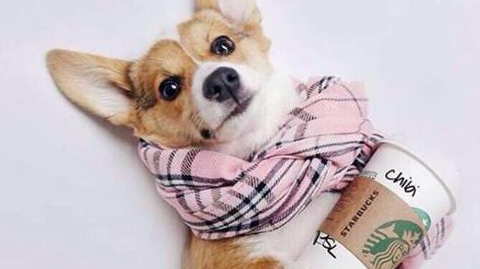 狗狗感冒着凉略微有点打喷涕 要给流鼻涕的狗狗吃什么呢中药(图2)