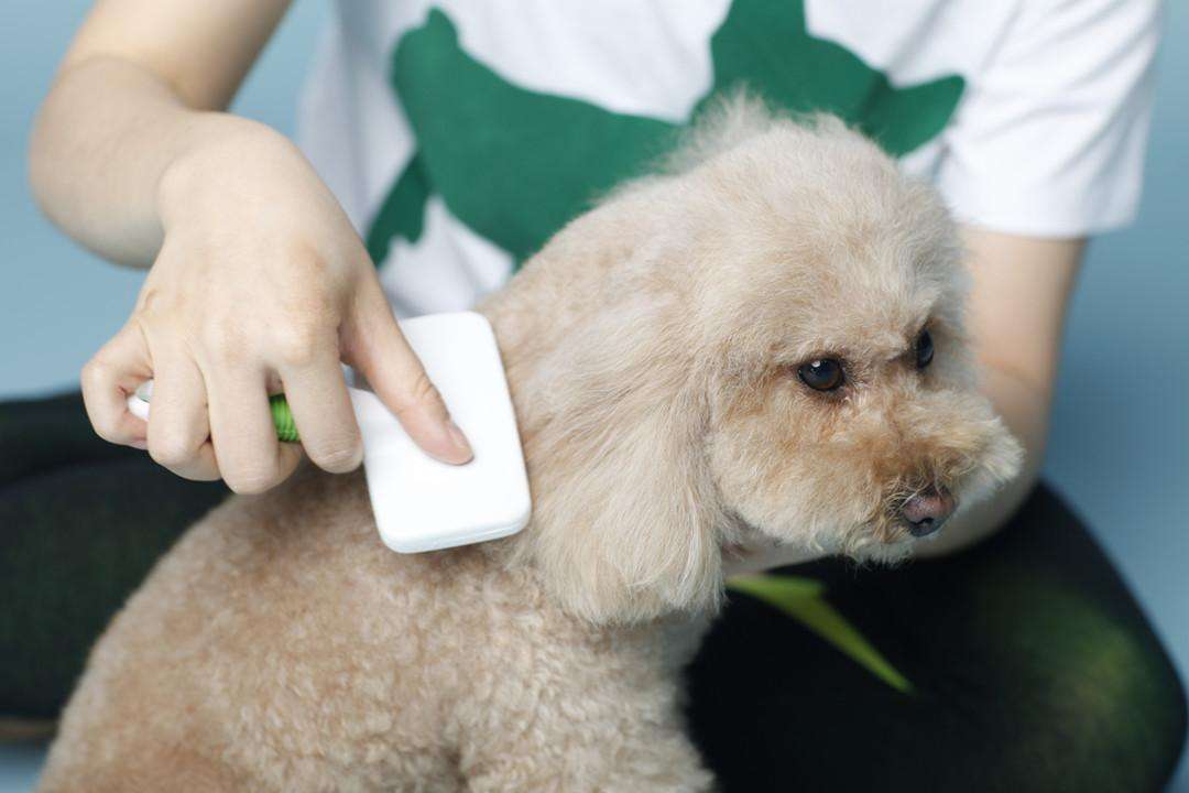 整样给狗狗洗澡吗？宠物沐浴大攻略(图3)