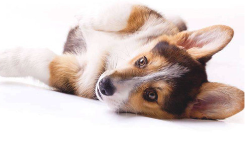 另一个月的幼狗都能不能吃啥 两个月幼狗能不能吃成犬粮(图1)