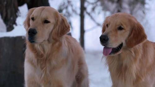 金毛犬体味重吗？怎末一次性处理它的他体味(图1)