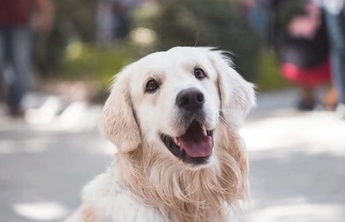 总那种感觉小狗美容太贵?好多个层面告诉宠物美容贵的缘故(图2)