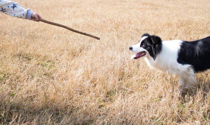 萨摩耶和边境牧羊犬哪个好？从二十多个方面来也很再看看(图2)