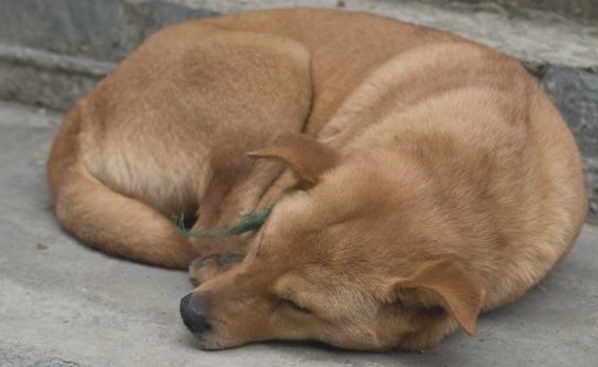 每只狗狗都强大自己比较喜欢的晚上睡觉方式 你清楚吗?(图1)