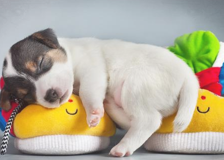 每只狗狗都强大自己比较喜欢的晚上睡觉方式 你清楚吗?(图2)