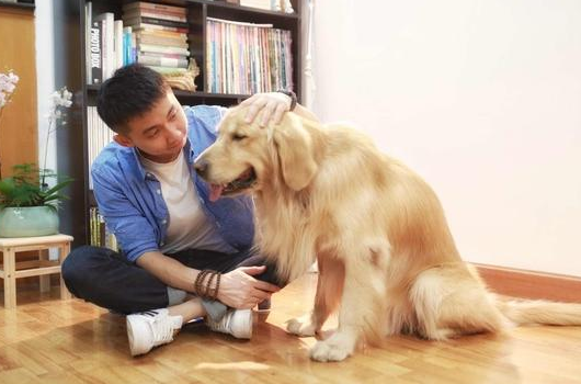 这6种优异的表现的“优选伴侣犬” 你最要想养哪一种？(图2)