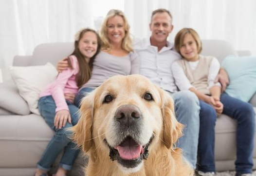 这6种优异的表现的“优选伴侣犬” 你最要想养哪一种？(图1)