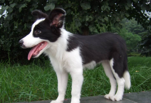 边境牧羊犬有没攻击性 从概率上来讲基本都肯定不会(图2)