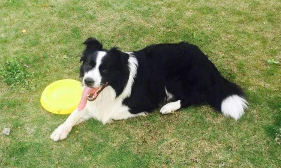 边境牧羊犬有没攻击性 从概率上来讲基本都肯定不会(图1)