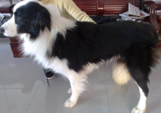 边境牧羊犬有没攻击性 从概率上来讲基本都肯定不会(图3)