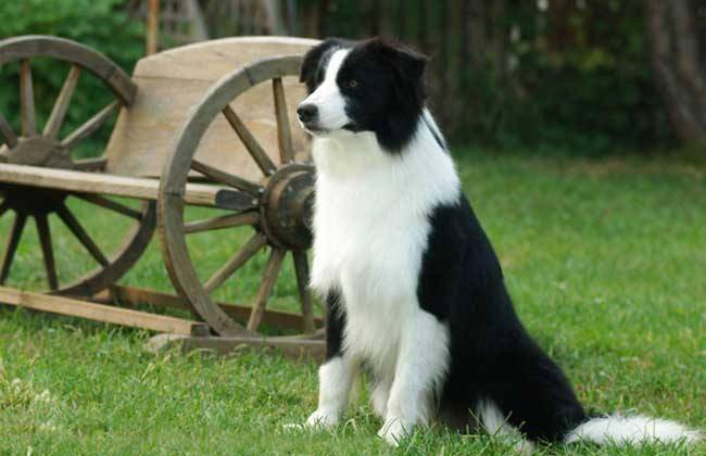 边境牧羊犬一般生几个孩子？正常情况是这样的(图2)