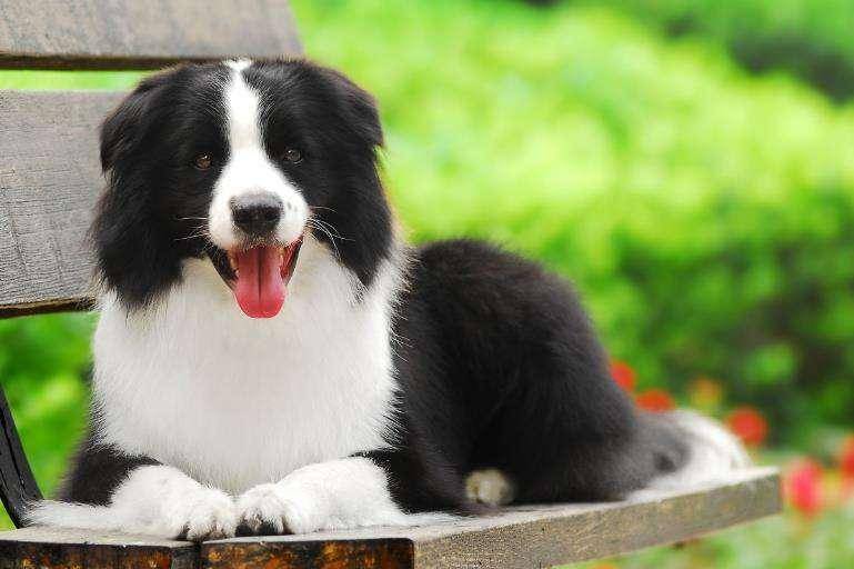 边境牧羊犬一般生几个孩子？正常情况是这样的(图1)